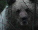 bear1.JPG