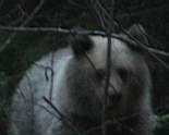 bear7.JPG
